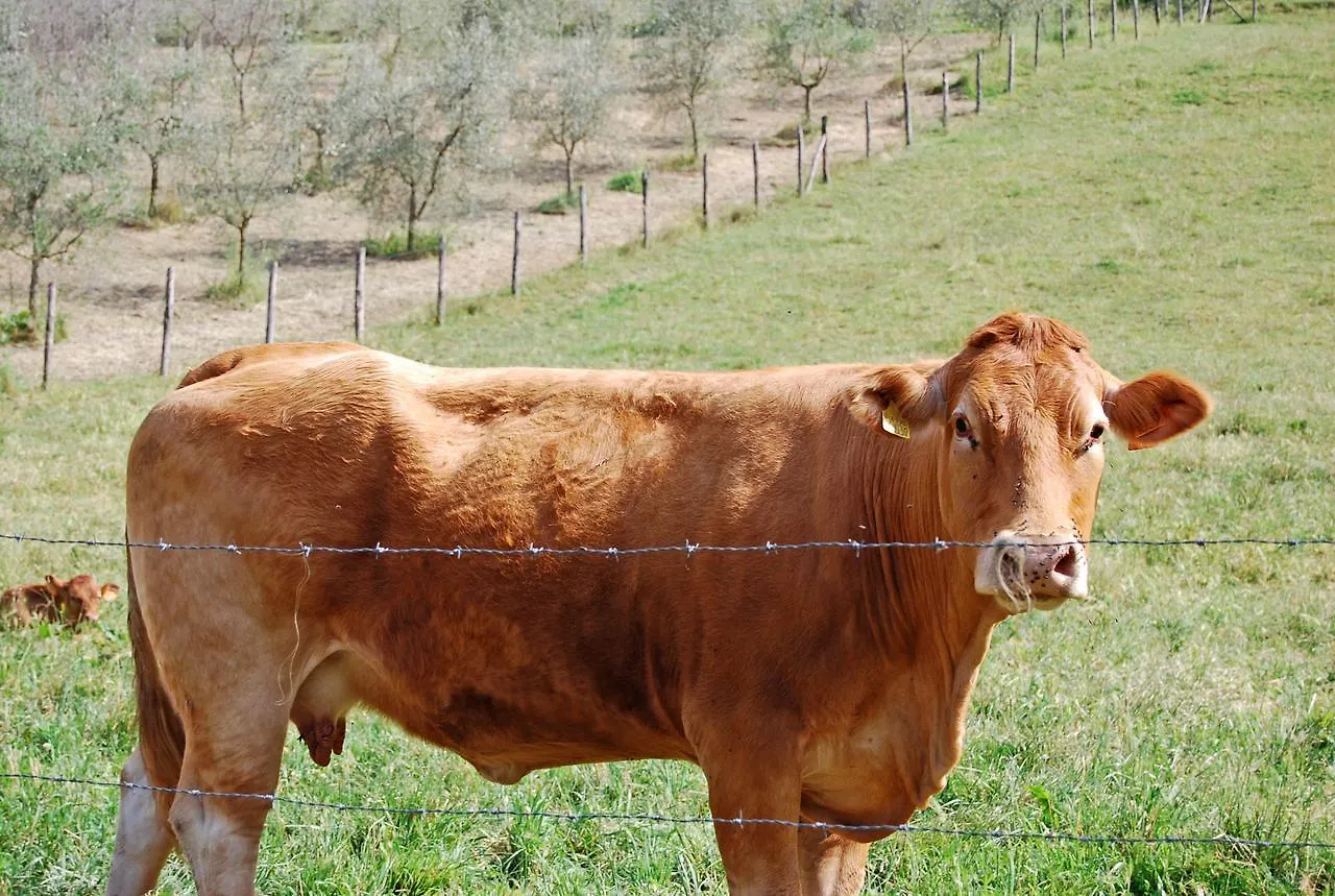 Farm stay Trebbiolo Villa Dicomano
